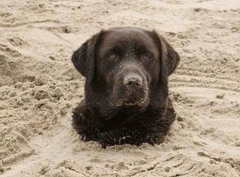 cute dog buried in sand