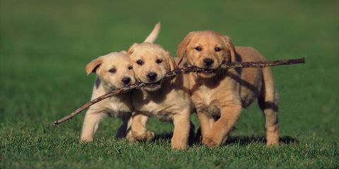 cute puppies with stick