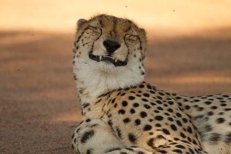 smiling cheetah
