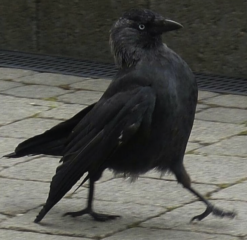 black crow