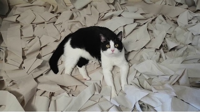 cat with toilet paper