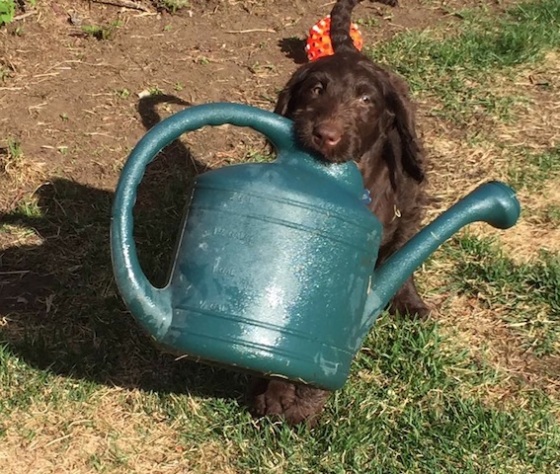 cute dog with watering can