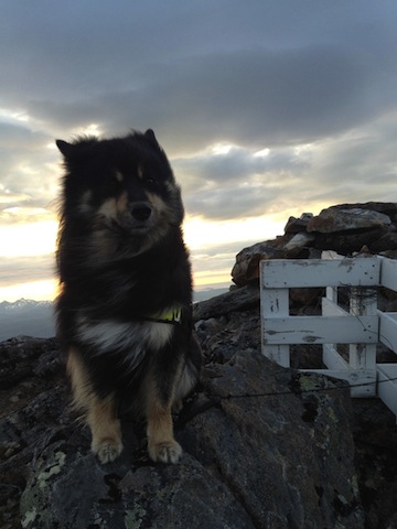 cute doggie on higher ground