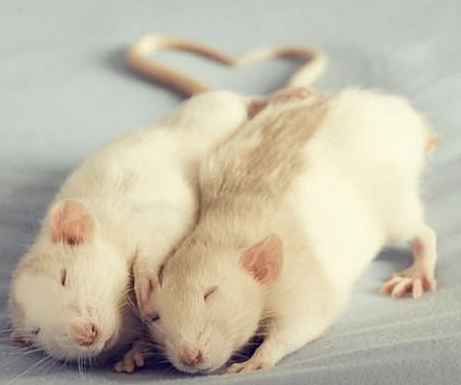 love rats