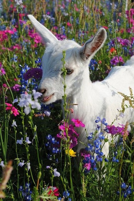 sheep with colorful flowers
