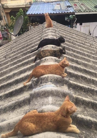 cats social distance