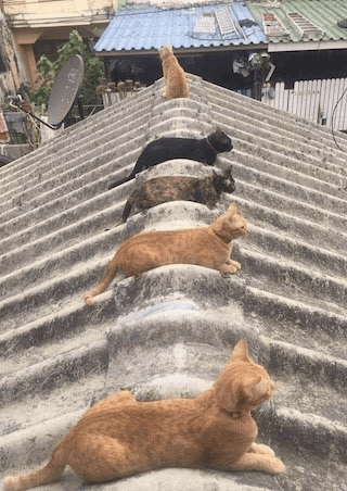 cats social distance