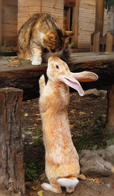 cute cat and bunny