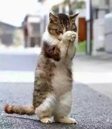 cute cat praying