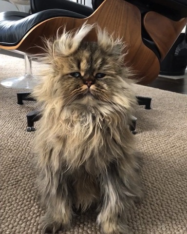 cute cat with messy hair