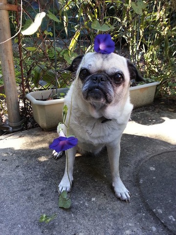 cute dog and morning glory