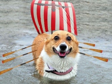 cute dog with ship costume