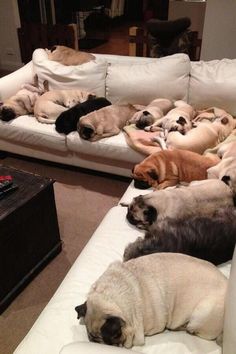 cute pugs sleeping