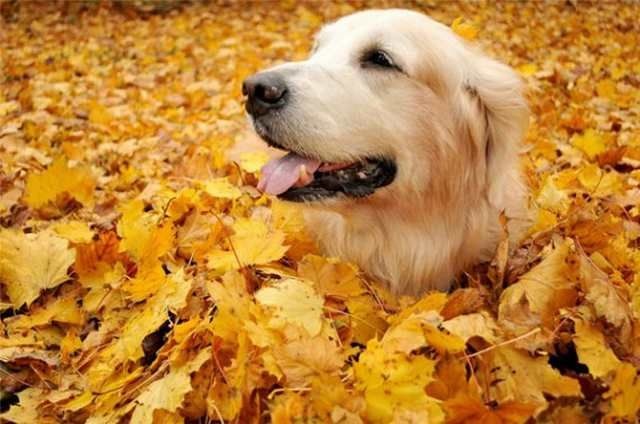 cute retriever in autumn leaves