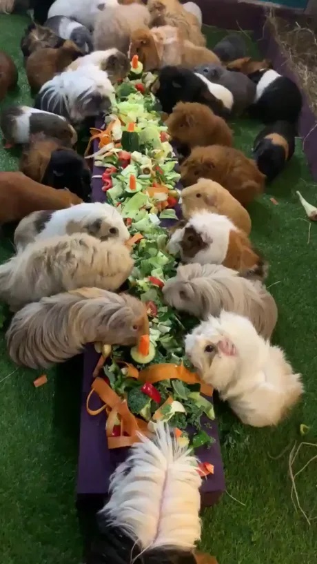 guinea pigs feasting