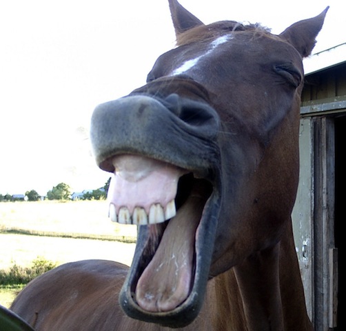 horse laughing