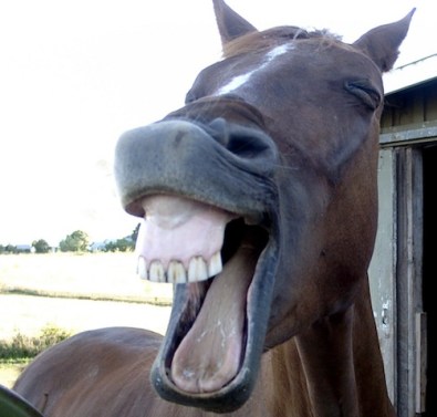 horse laughing