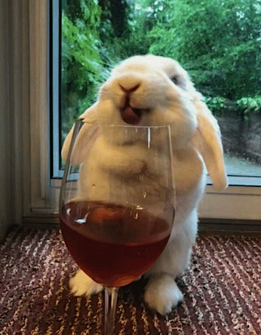 bunny drinking wine