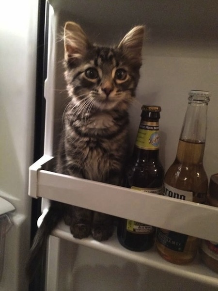 cute cat in fridge