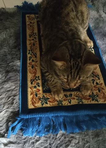 cute cat on mat