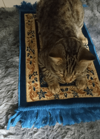 cute cat on mat