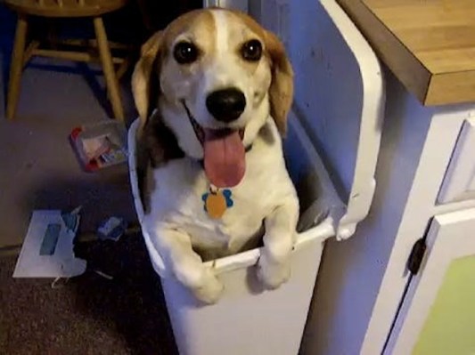 cute doggie in bin