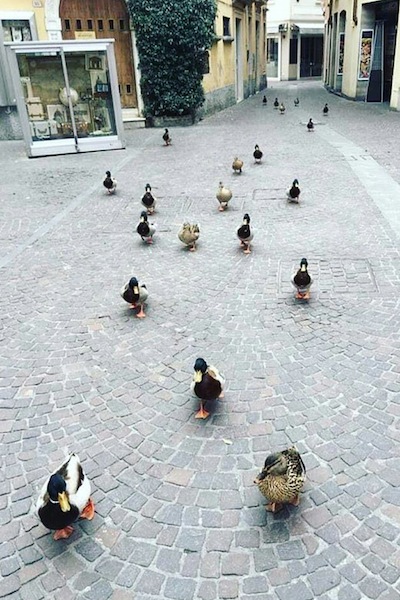 cute ducks