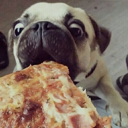 cute pug eating pizza