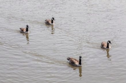 ducks in pond