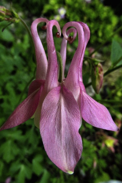 garden of eden columbine