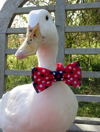 handsome duck