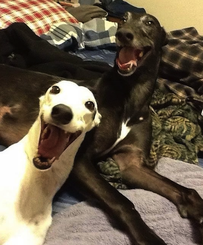 happy greyhounds