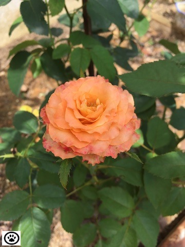 lovely flower from my garden