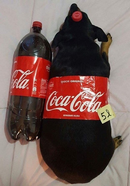 big soda pup