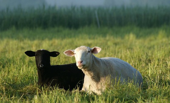 Black and white sheep