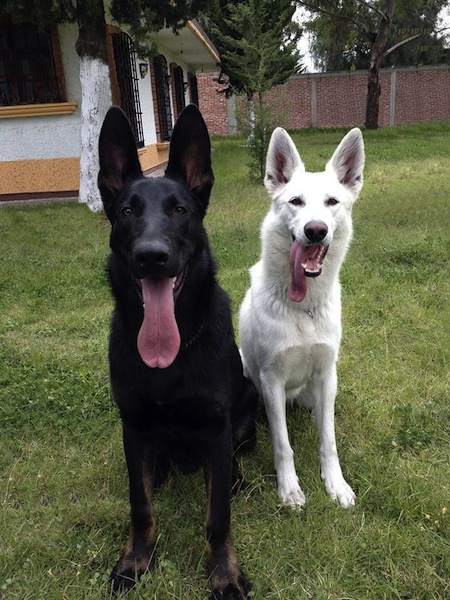 black and white shepherd