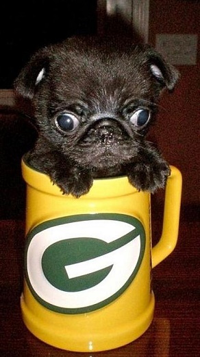 black pug in a mug