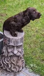 cute doggie stumped