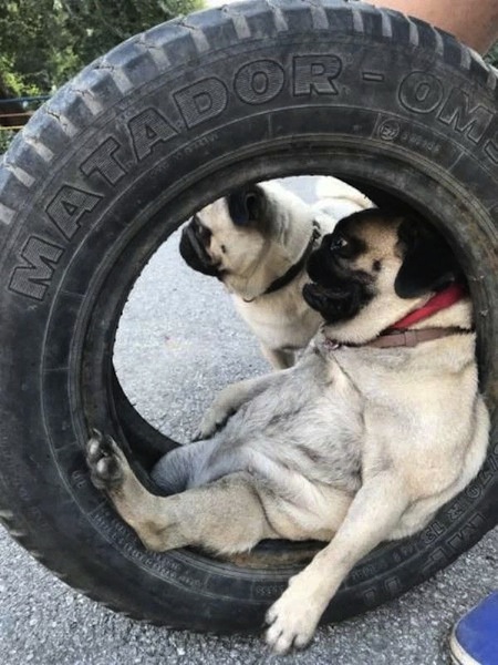 cute pug on big tyre