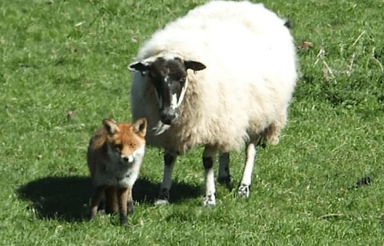 fox and sheep