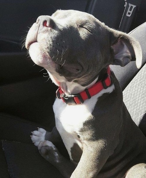 funny dog enjoys sunshine