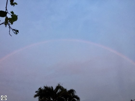 rainbow after the rain