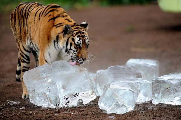 tiger and ice