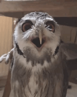 5283a5a61fd0e964b24cad95f9a48192