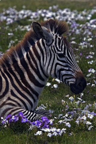 beautiful zebra
