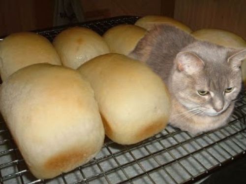 cat with bread