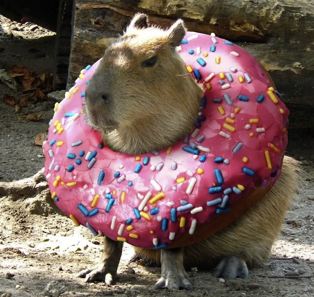 cute capybara and donut