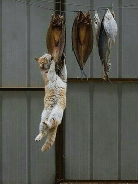 cute cat fly fishing