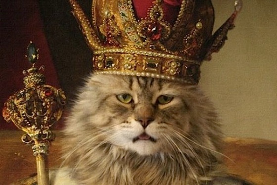 cute cat wearing crown