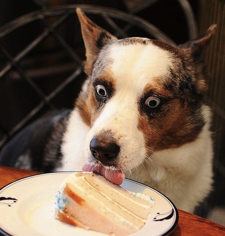 cute dog loves cake